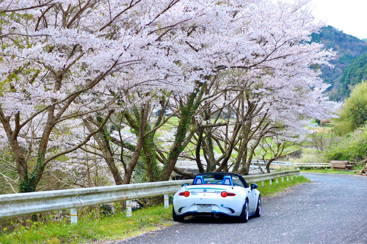 ロードスターのまたまた桜とコラボ・two-k・コロナウイルスに負けるなに関するカスタム事例の投稿画像6枚目