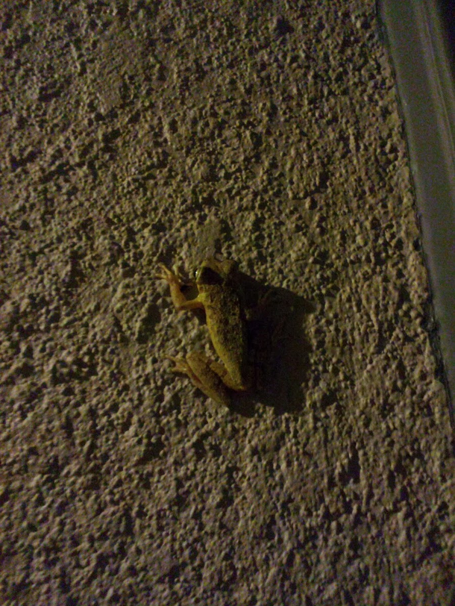 Cuban Tree Frog