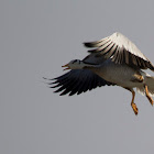 Bar-headed goose