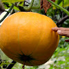 field pumpkin, pumpkin