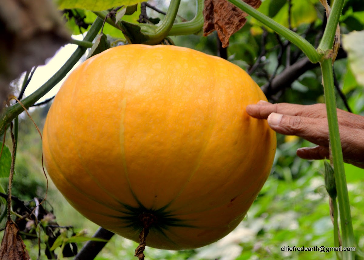 field pumpkin, pumpkin