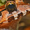 Malaysian river frog