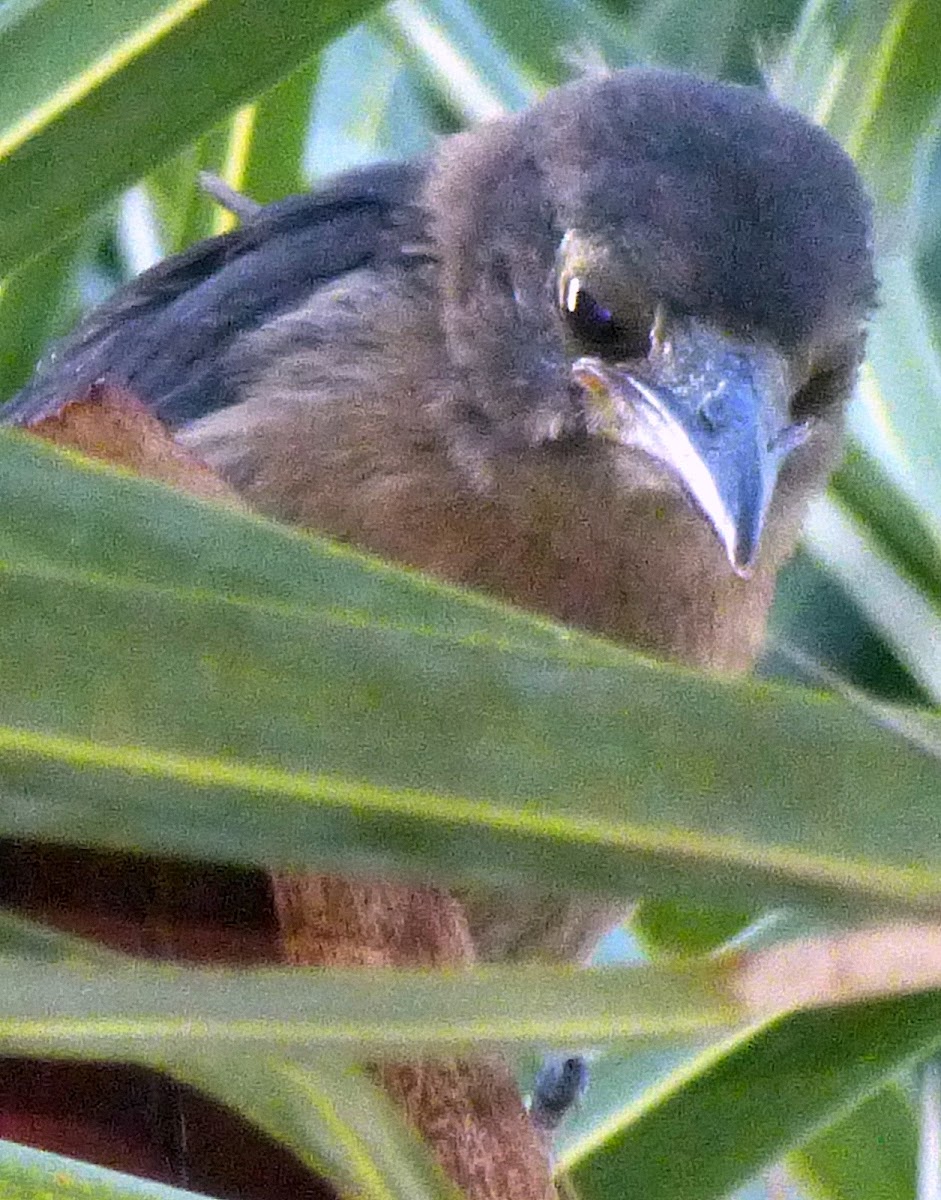 Great Tailed Grackle