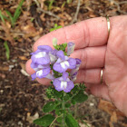 Helmet Skullcap