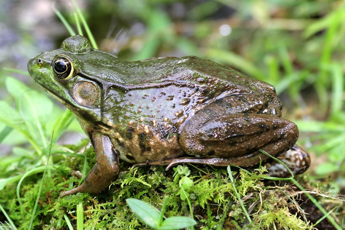 Green Frog