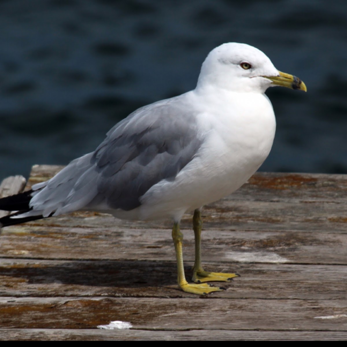 Ring-Billed Gull (Adult)