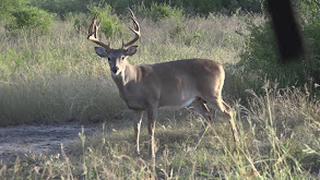 Early Season in South Texas thumbnail