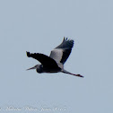 Grey Heron; Garza Real