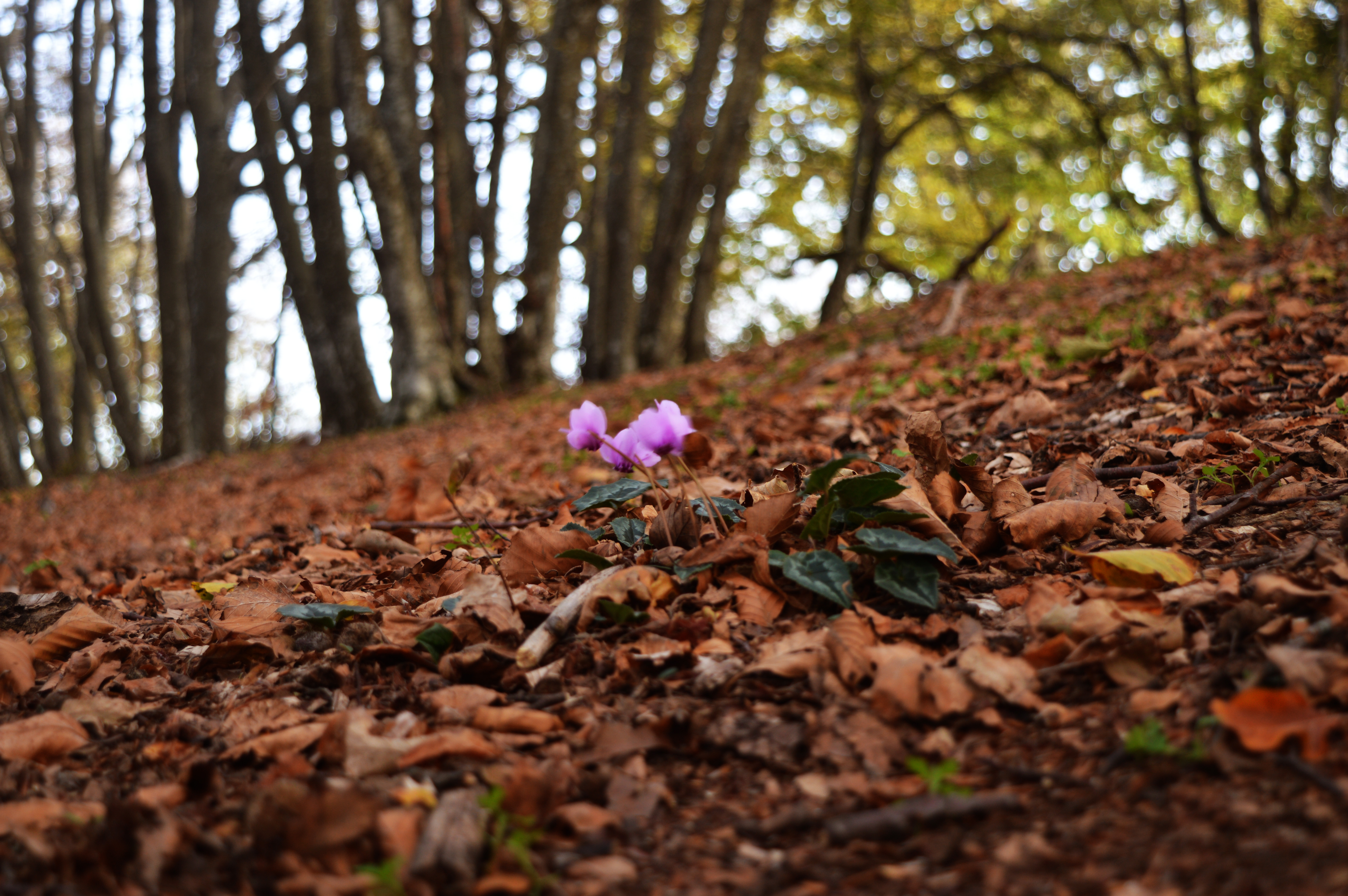 Tornerà la primavera! di Pass_96