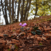 Tornerà la primavera! di 