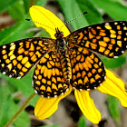 Elada checkerspot