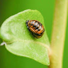 Ladybug Pupa