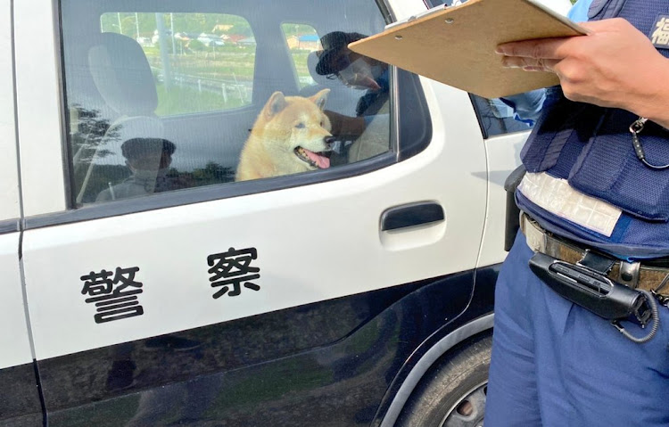 チェイサーの犬・柴犬・柴犬のいる生活・保護犬・ペット紹介に関するカスタム事例の投稿画像2枚目