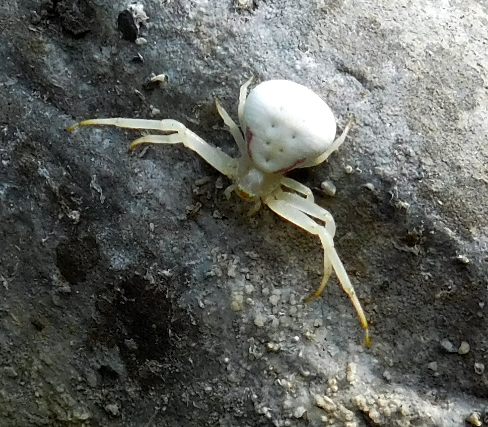 Flower Crab Spider