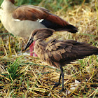 Hamerkop