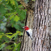 Red-Headed Woodpecker