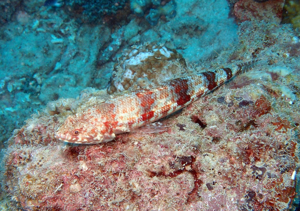 Variegated Lizardfish