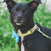 Black Labrador Mix