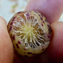 Oak Apple Gall Wasp