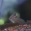 Siskiyou chipmunk