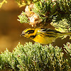 Townsend Warbler