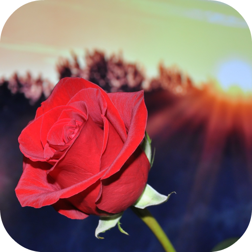 Good Morning Flowers Apps On Google Play