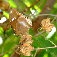 Vestita dalla natura di 