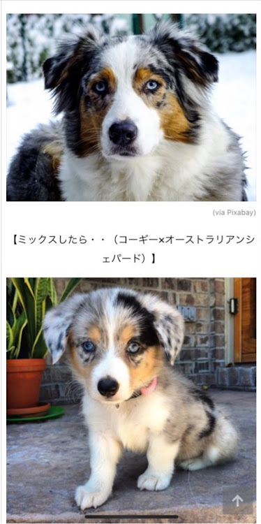 プリウスのコーギー大好きに関するカスタム事例の投稿画像2枚目