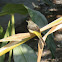 Wagtail (Western yellow?)