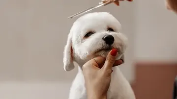 pet grooming