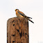 American kestrel