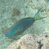 Stoplight Parrotfish