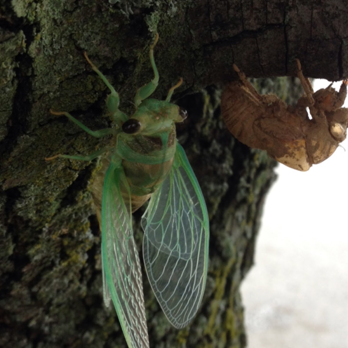 cicada adult and nymph casing