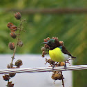 Purple-rumped Sunbird (male)