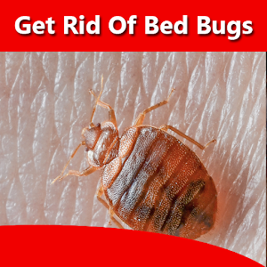 Download How To Get Rid of Bed Bugs For PC Windows and Mac