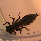 Dragonfly Larvae