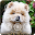 Cute Puppies Chow Chow Dog Screen Lock Download on Windows