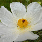 Crested Prickly Poppy