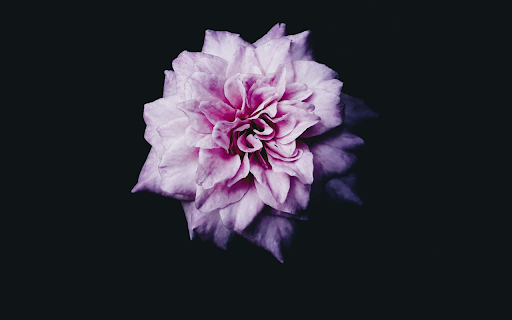 Midnight Bloom screenshot 1