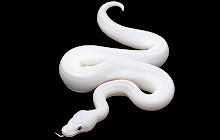 White Snake Wallpapers HD Theme small promo image