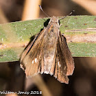 Mediterranean Skipper