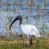 Black-headed Ibis / Oriental white ibis / Indian white ibis / black-necked ibis