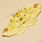 Geometrid Moth