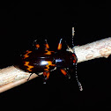 Fungus beetle