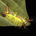 Stinging Nettle Slug Caterpillar