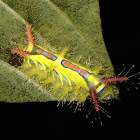 Stinging Nettle Slug Caterpillar