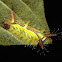 Stinging Nettle Slug Caterpillar