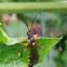 Ichneumon Wasp