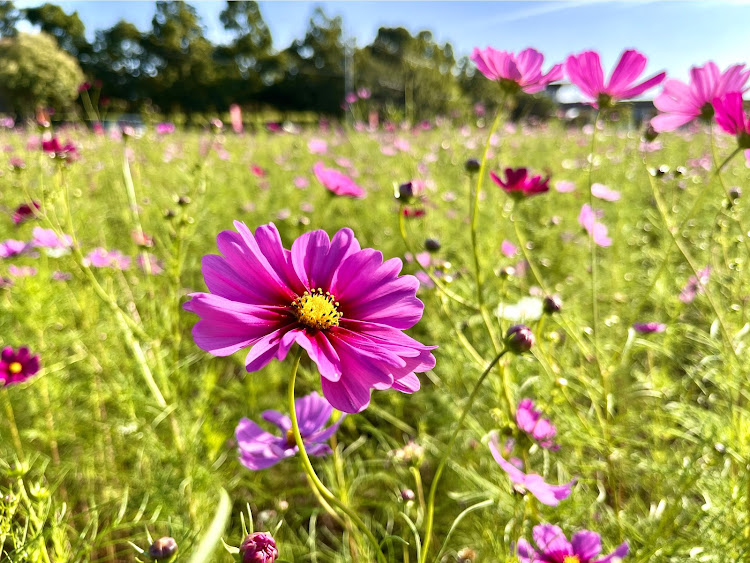 の投稿画像4枚目