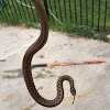 Northern Brownsnake